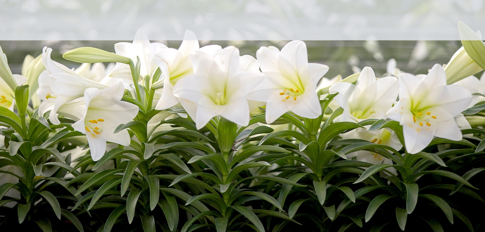 easter lilies