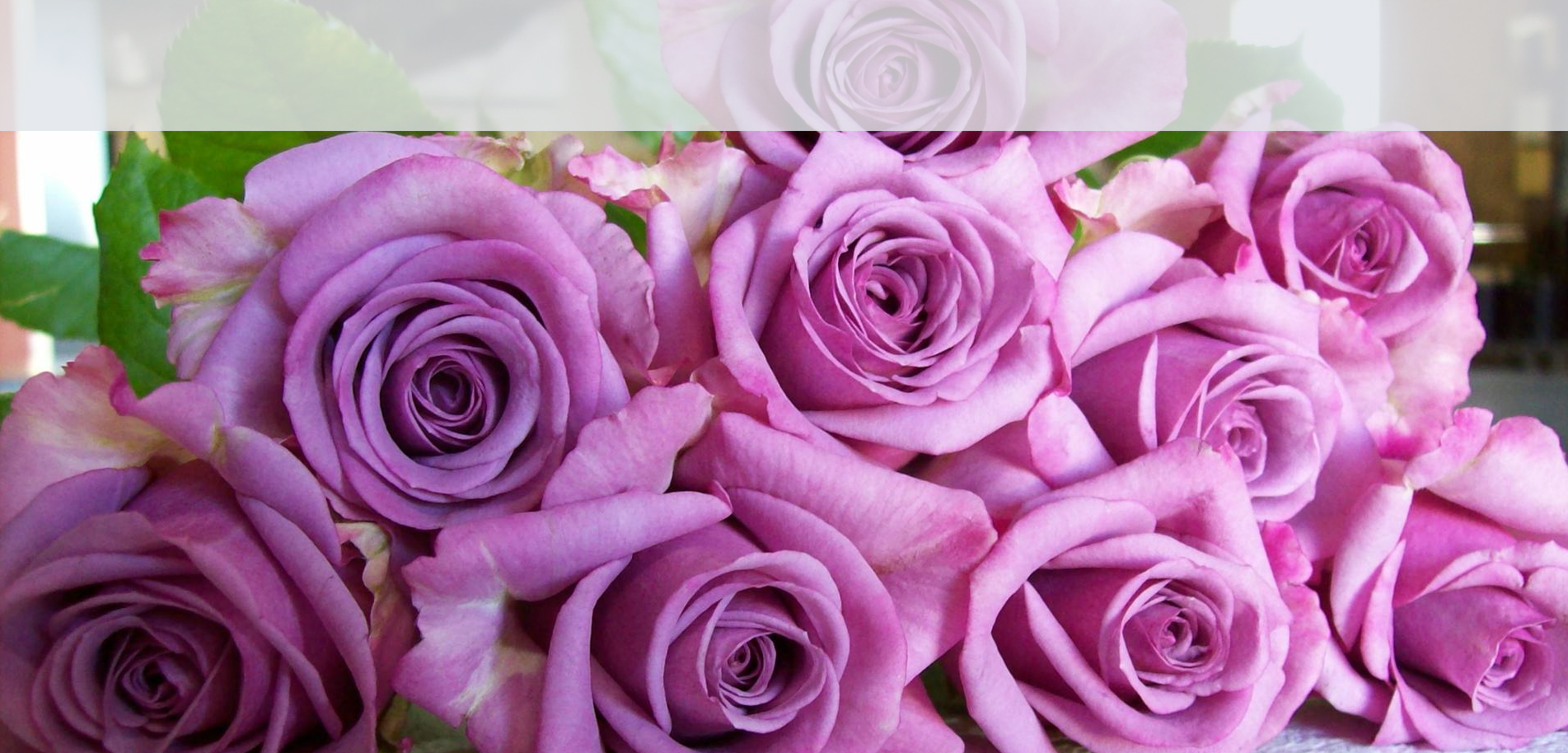 lavender roses