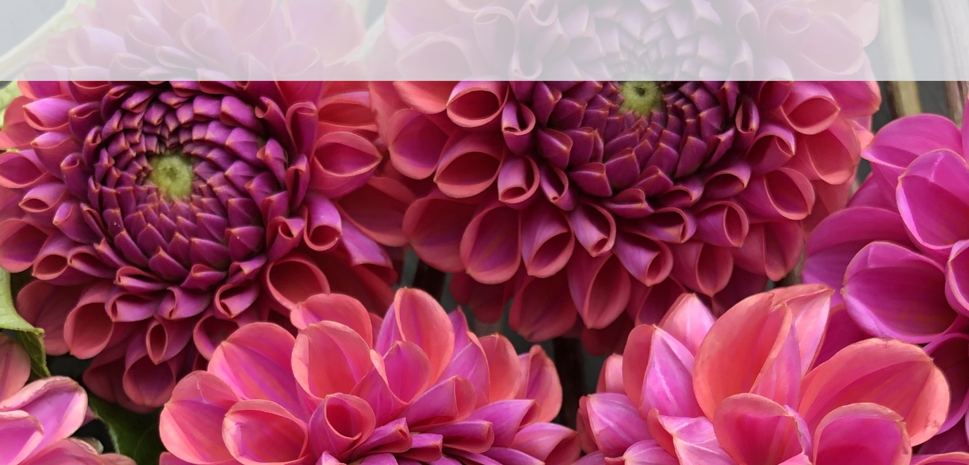 dahlias