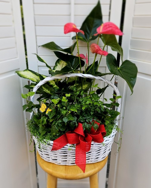 Basket of Plants