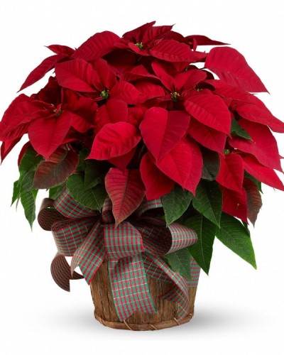 Poinsettia